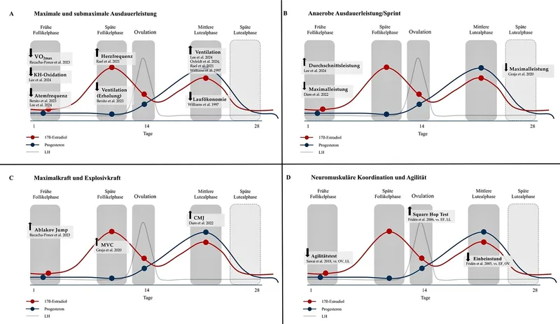 Vierteilige wissenschaftliche Grafik zum Einfluss des Menstruationszyklus auf Ausdauer, Maximalkraft und neuromuskuläre Koordination