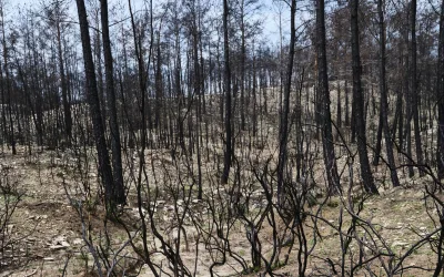 Waldbrand