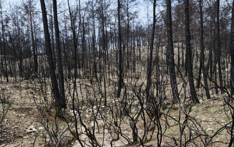 Waldbrand