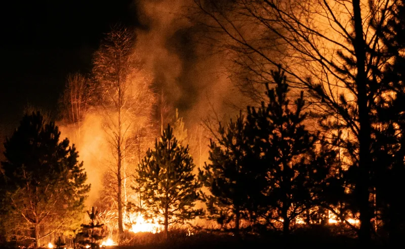Waldbrandbericht: Flammen und dichter Rauch eines nächtlichen Waldbrandes steigen zwischen Nadel- und Laubbäumen im Unterholz empor