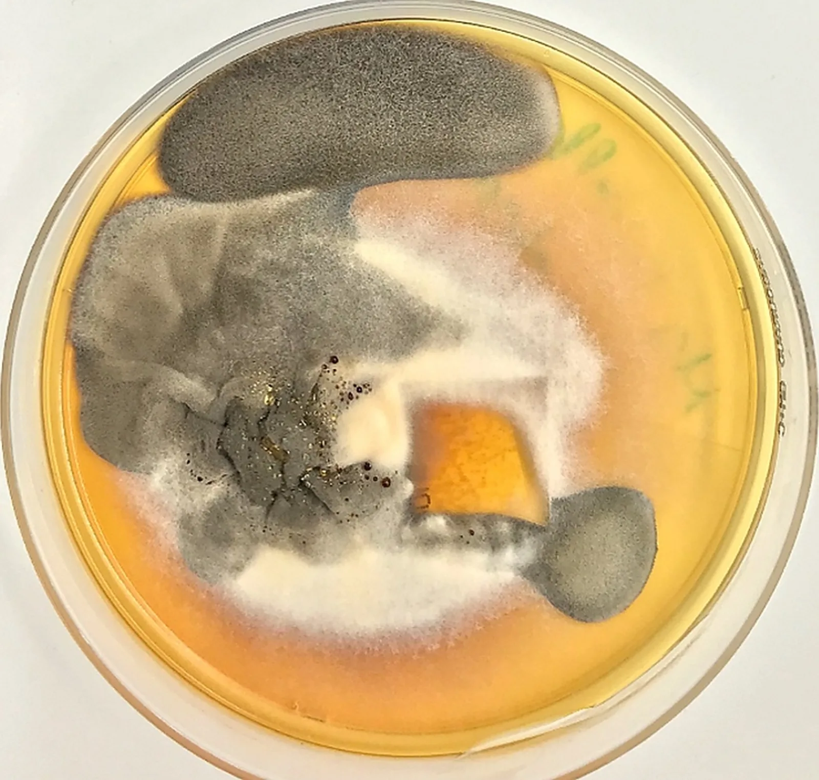 Fig. 4: Eumycetoma: Slow growth of dark colonies consistent with Madurella mycetomatis (Image rights: Department of Dermatology, BwKrhs Hamburg)