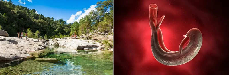 Fig. 3: Left: Region of the Cavu River in Corsica; infections with schistosomes occurred here (Image source: Adobe)
Right: Adult form of the so-called blood flukes (Schistosoma spp.) (Image source: AI, Adobe)