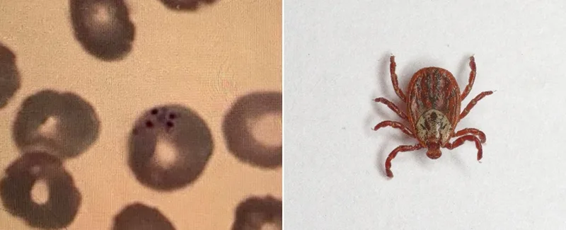 Fig. 4: Left: Babesia in blood smear (Image source: Wagelöhner)
Right: Dermacentor reticulatus, marsh tick, carrier of babesiosis (Image source: Adobe)