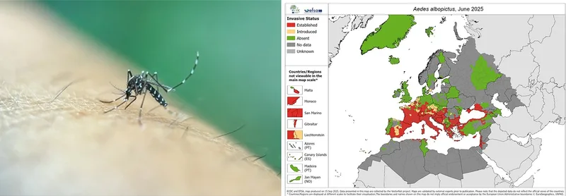 Fig. 1: Left: Aedes albopictus (Image source: Adobe)
Right: Distribution of Aedes albopictus in June 2025 (Source: European Centre for Disease Prevention and Control and European Food Safety Authority. Mosquito maps `{`internet`}`. Stockholm: ECDC; 2025. Available from: https://ecdc.europa.eu/en/disease-vectors/surveillance-and-disease-data/mosquito-maps)