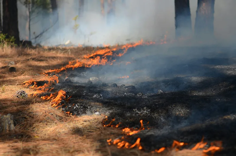 Serbien: Bodenfeuer breitet sich in einem Nadelwald aus und erzeugt dichten Rauch zwischen den Bäumen