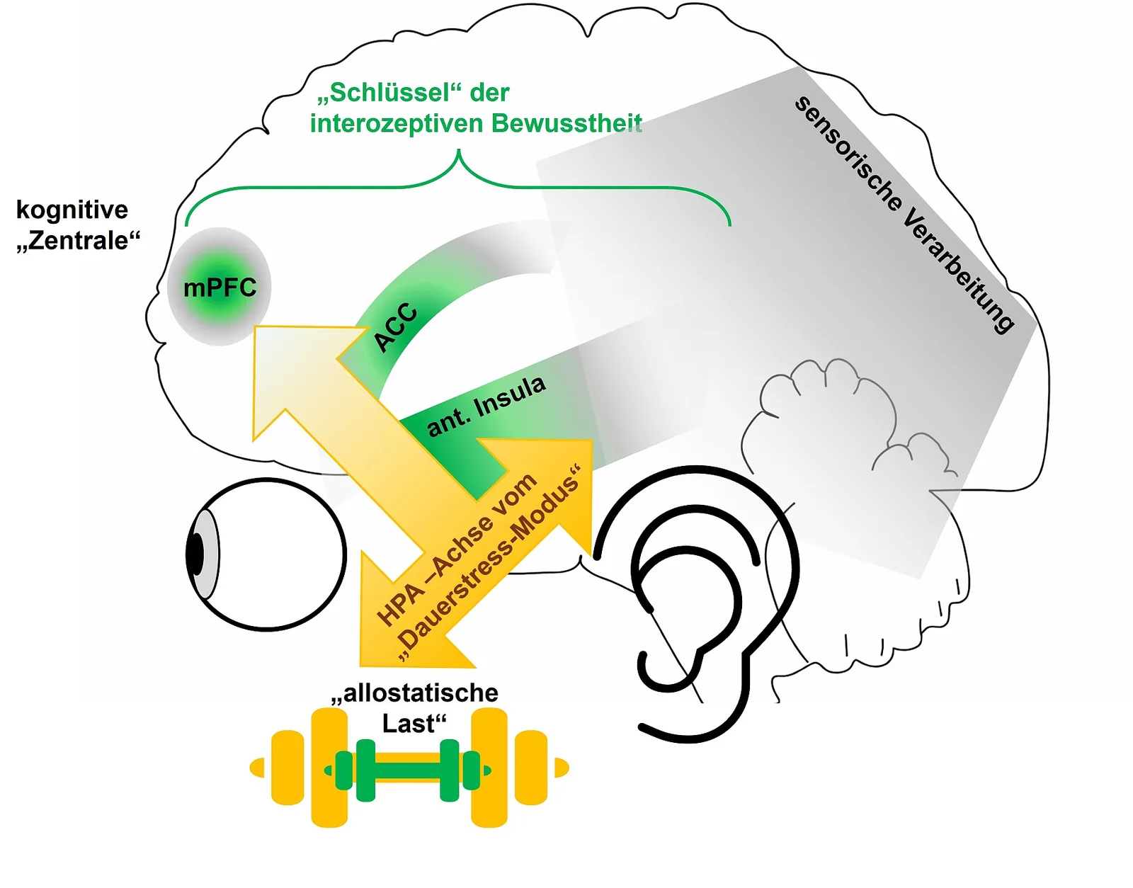 Schematische Grafik der neurobiologischen Mechanismen von Interozeption und sensorischer Verarbeitung im menschlichen Gehirn