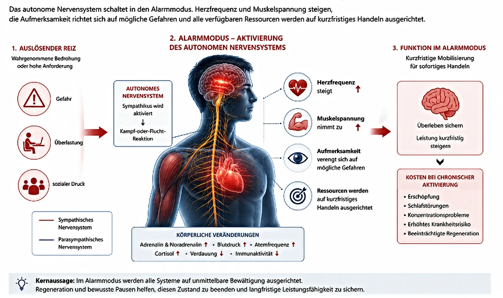 Medizinische Infografik zur physiologischen Reaktion des menschlichen Körpers auf akuten Stress und chronische Belastung