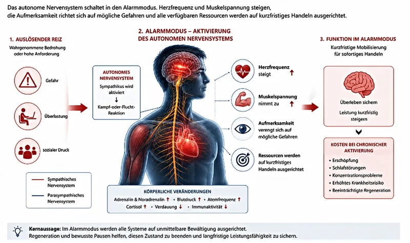 Medizinische Infografik zur physiologischen Reaktion des menschlichen Körpers auf akuten Stress und chronische Belastung