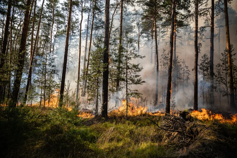 Flammen und dichter Rauch bei einem Waldbrand im Nadelwald mit brennenden Baumstämmen